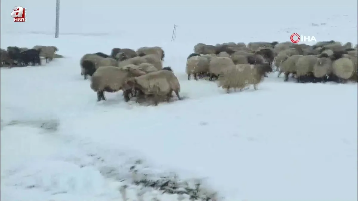 Kar yağdı! Koyun sürüsü yaylada kaldı