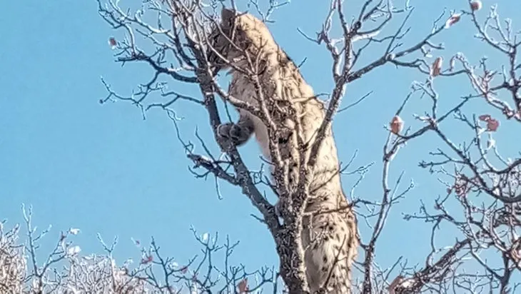 Nesli tükenme tehlikesi altında! Biri kangallardan kaçıp ağaca tırmandı diğeri yolda | Vatandaş korku içinde…