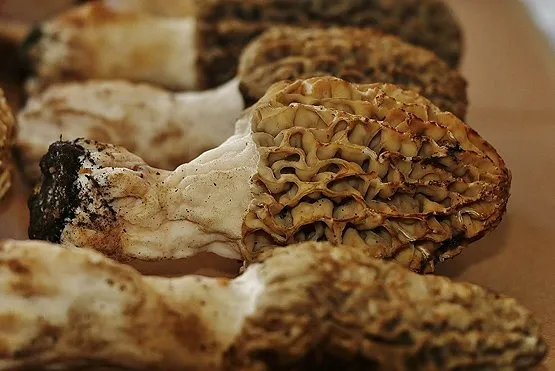 Ormanda toplayıp kurutuyor, paraya para demiyor! Sıfır sermaye ile deste deste kazanç sağlıyor! 1 kilosu: 2.500 TL