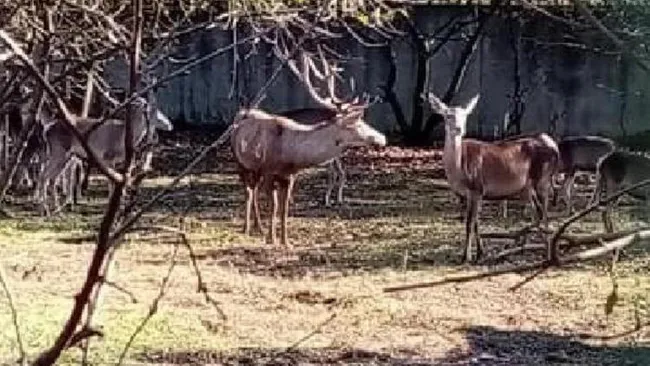 zonguldakta-hayvanat-bahcesindeki-geyigi-kacirip-yiyen-2-kisi-tutuklandi-1616071495365.jpg