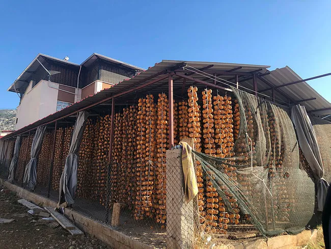 Adana’da eşinin çamaşır ipinde hurma kurutan girişimci tesis kuracak - 3
