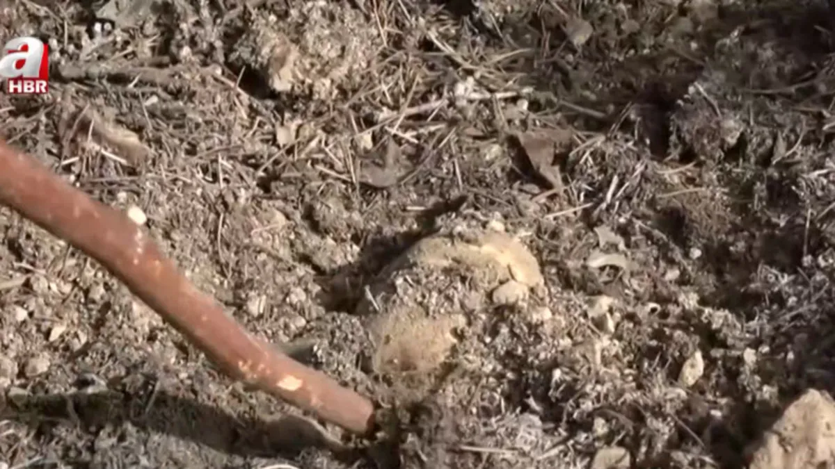 Topraktan çıkan beyaz altın: Kilosu etle yarışıyor! Japonlar...