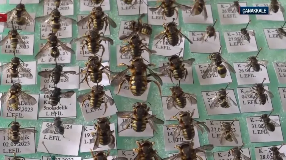 Tozlayıcı arılar doğal ekosistemi koruyor!