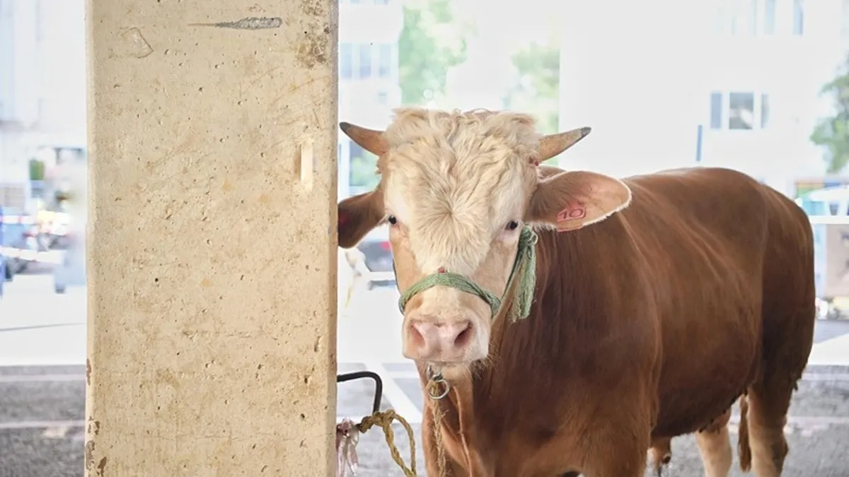 Elde kalan kurbanlıkları ESK satın alacak