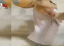 YPG/PKKdan Arap karı kocaya işkence ve infaz!