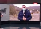 6 köpek zehirlenmiş halde bulundu