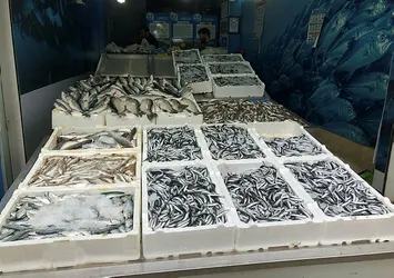 Karadeniz'de hamsi bolluğu sevindirdi