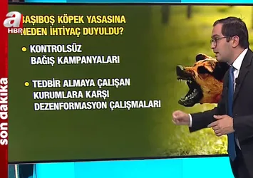 AK Parti’nin yasa taslağına A Haber ulaştı! İşte başıboş köpek düzenlemesinde detaylar