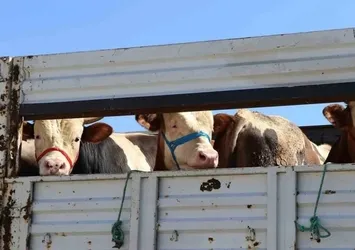 Doğu'da kurbanlık sevkiyatına sıkı denetim