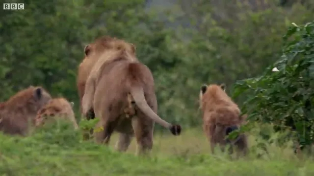 Sırtlanların arasında tek başına kalan aslanın mucize kurtuluşu! Son anda öyle şeyler oldu ki...