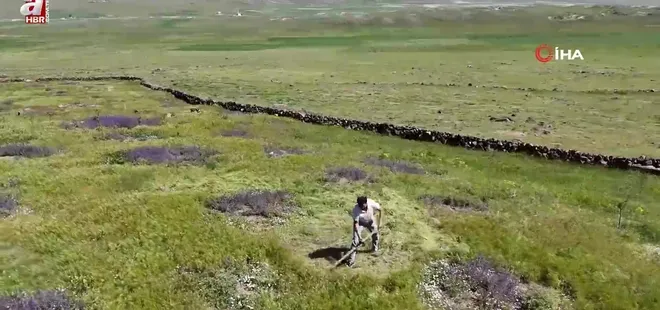 Iğdır’da çorak arazi ağaçlarla yeşeriyor