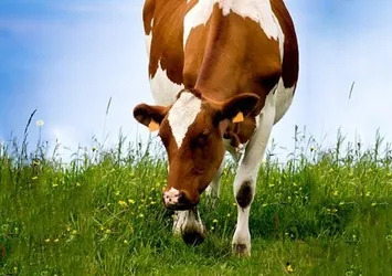 Kurban kesmenin faydası ve hikmeti nedir?