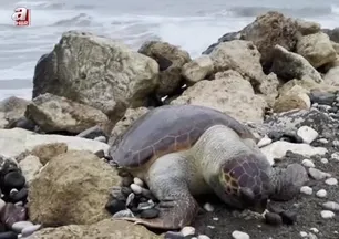 Bir caretta caretta daha ölü bulundu:15 günde 7'inci ölüm