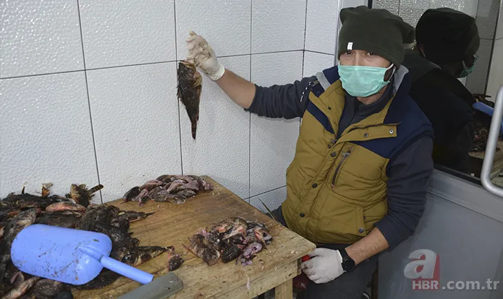 Zehirli dikenleri var! İçi lezzet deposu! Korkutucu görüntüsüyle dikkat çeken balığın fiyatı bakın ne kadar? 61