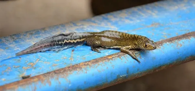 Ejderha bulduğunu sandı, bakın ne çıktı