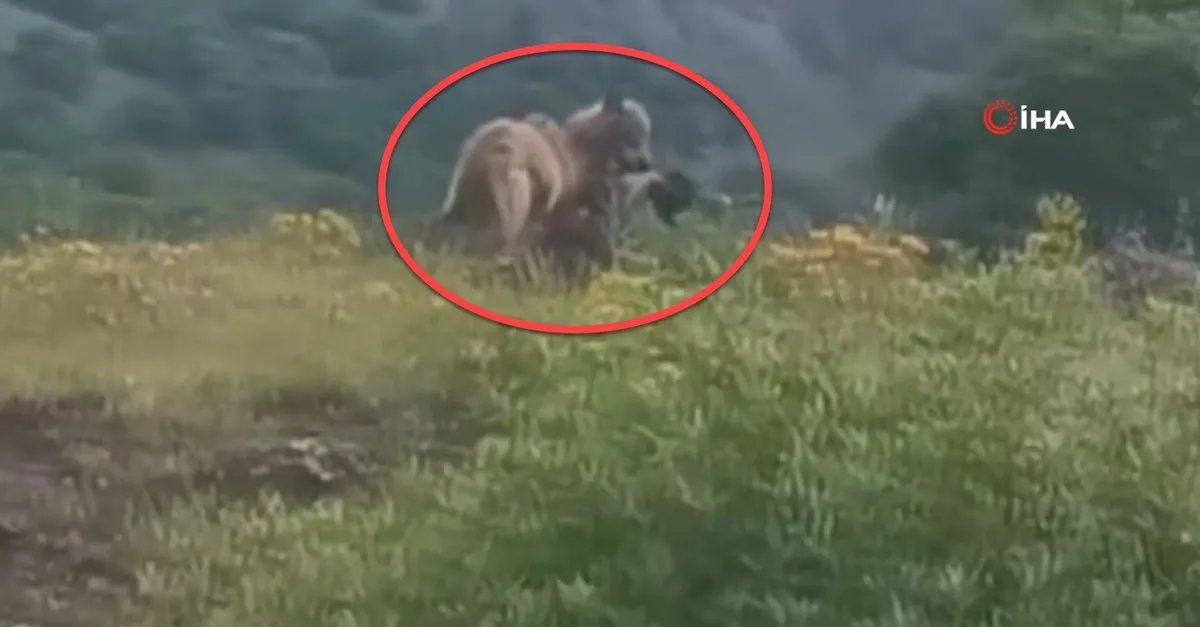 Kurt keçiyi kaptığı gibi götürdü! O anlar kamerada