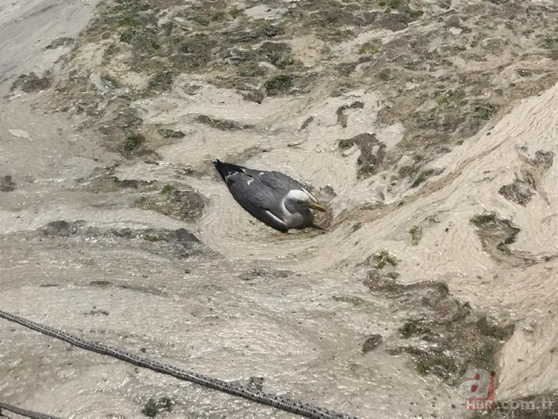 İzmit Körfezi'nde yeniden ortaya çıktı: Martı salyaya saplandı 3