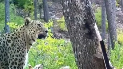 Anadolu’da yaban hayatı kamerada!