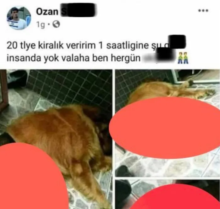 Hayvanlığı perdelediler Başkan Erdoğan’a iftira attılar