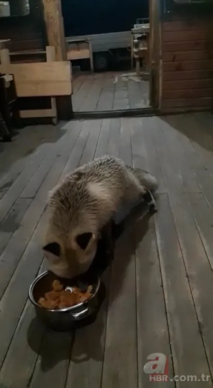 Rizeli esnafın tilkilerle gülümseten sohbeti! Böyle seslendi: Kahve mi çay mı yapayım? 8