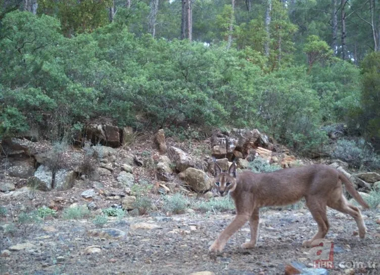 Dünyada ve Türkiye'de bir ilk! Aynı bölgede görüldüler 5