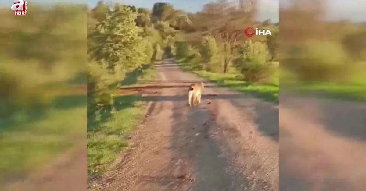 Gümüşhane'de vaşak ve dağ keçileri yollara indi