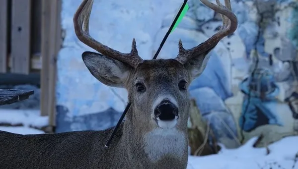hayrete-dusuren-geyik-kafasina-saplanan-okla-yasiyor-1608300564009.jpg Hayrete düşüren geyik! Kafasına saplanan okla yaşıyor - 1