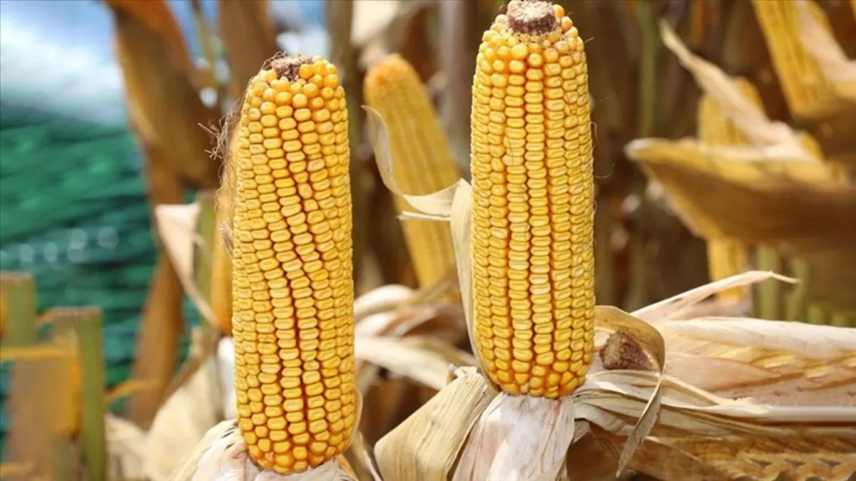 Mısır ithalatında vergi düzenlemesi: Ticaret Bakanlığı duyurdu