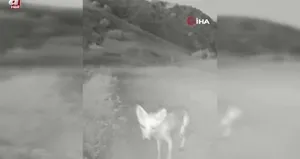 Tunceli’de yaban hayatı kamerada