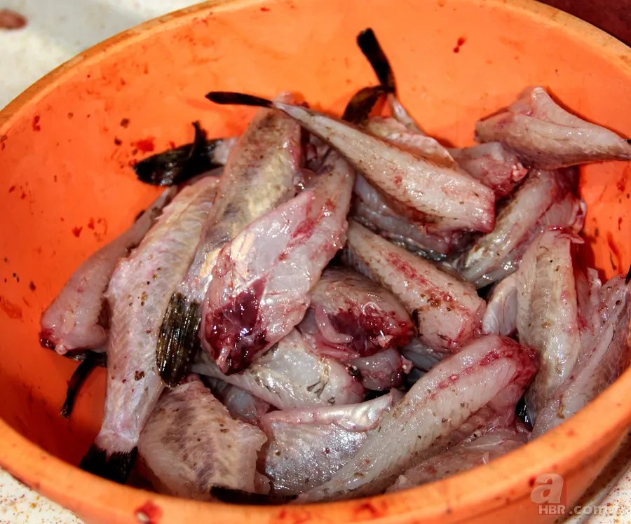 Kıyı balıkçılarının vazgeçilmezi: İskorpit balığı 2