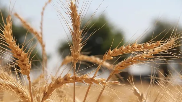 Arpa ve buğday alım fiyatları ne kadar, kaç TL oldu? Buğday alım fiyatları açıklandı mı 2022? - 3