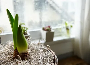 Ev bitkileri neden solar? Yanlış bakım kökleri çürütüyor!