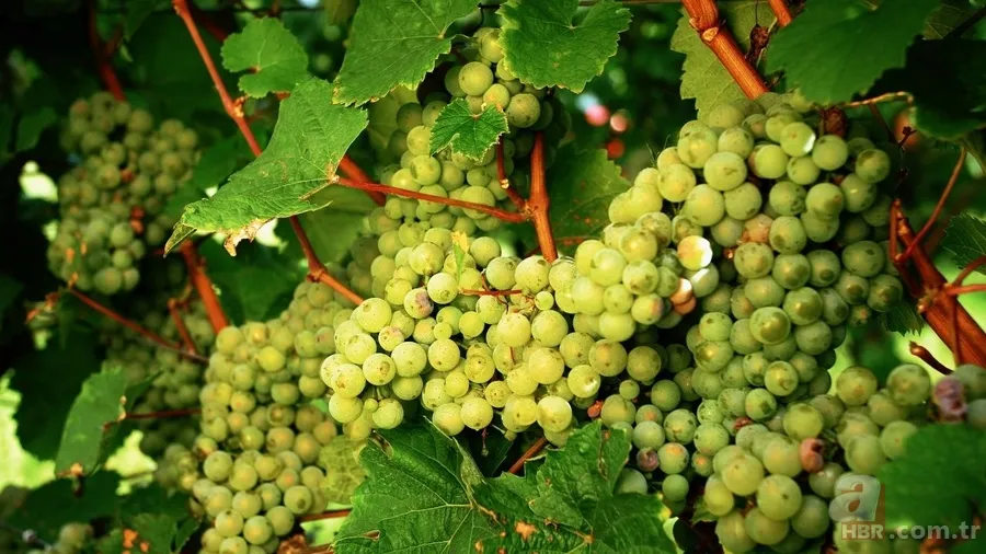 Yılbaşı gecesi masanın altında 12 üzüm ritüeli nedir? İşte anlamı 5