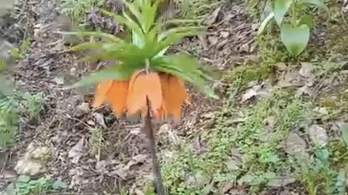 Baharın müjdecisi ters laleler açtı: Koparmanın cezası 577 bin lira