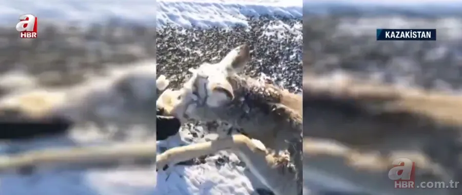Soğuktan yüzünün tamamı dondu! Başı buz kütlesine dönen karaca böyle kurtarıldı 3