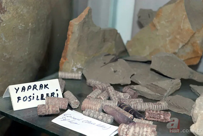 Eskişehir'de dinozorlardan önce yok olmuş canlı fosili buldu! Tam 550 milyon yıl öncesine ait... 5