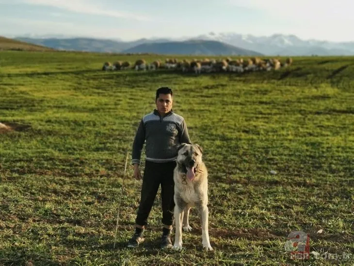 Kurtlara karşı kangallı nöbet: En büyük savunma silahı