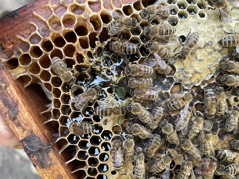 Kovandan çıkan bal görenleri şaşkına çevirdi! Kilosu 20 bin TL... 6