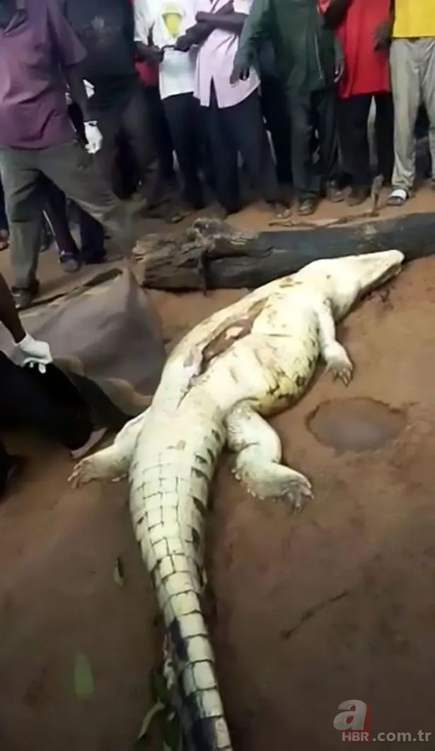 Yüzlerce kiloluk dev timsah tedavi edildi! Görüntüleri sosyal medyayı salladı 9