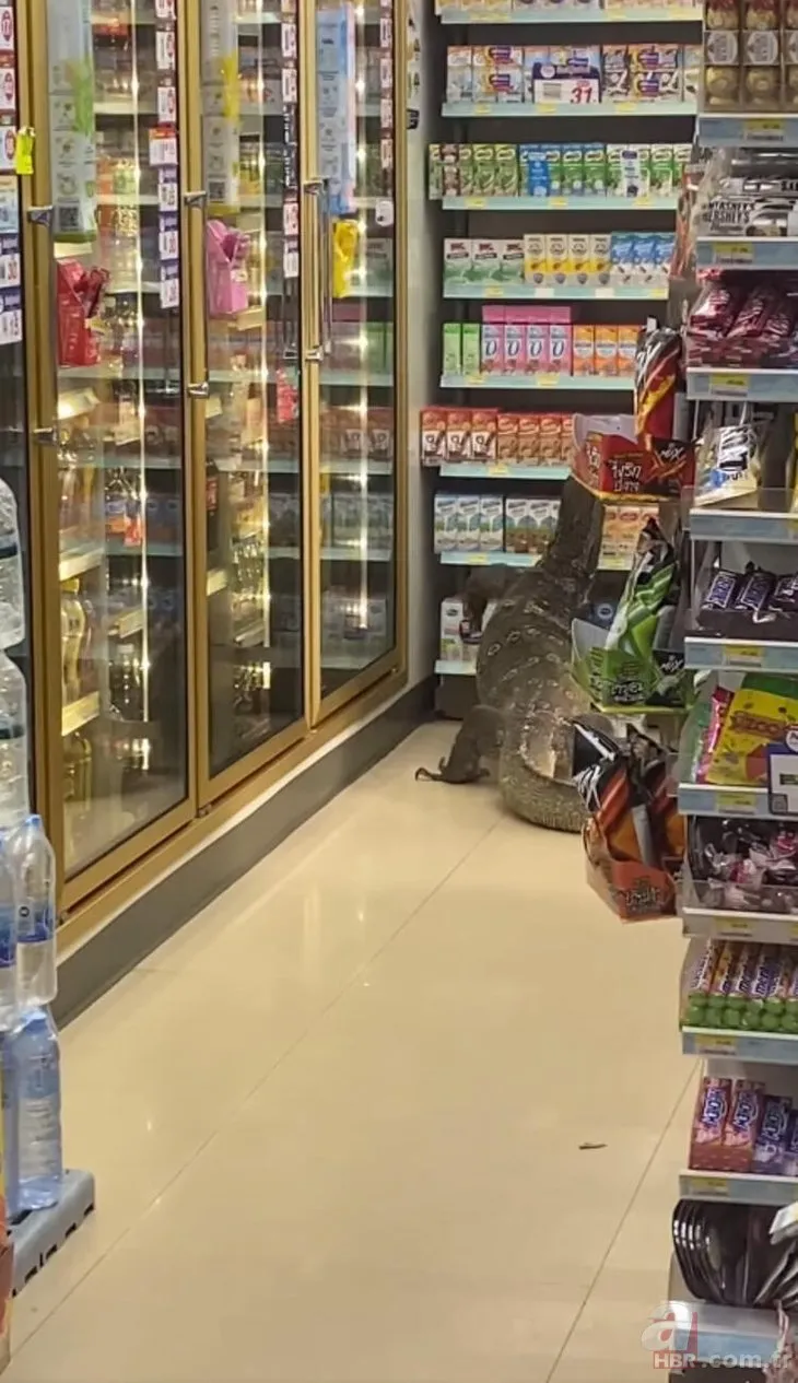 Komodo ejderi markete daldı! Müşteriler çığlık çığlığa kaçtı