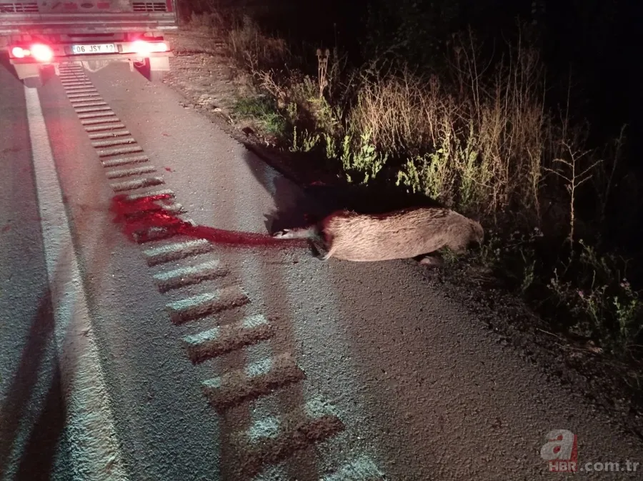 Bak şu domuzun yaptığına! 2 araç hurdaya döndü 2