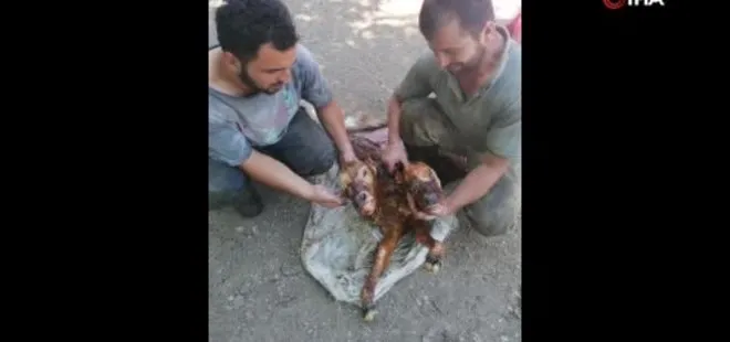 Kastamonu’da çift başlı buzağı doğdu