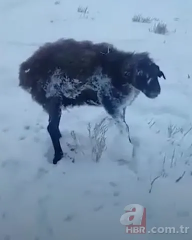 Görüntüler Türkiye'den! Kirpikleri ve sakalı soğuktan dondu 10