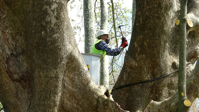 Samsun’da 1100 yıllık çınar ağacı bakıma alındı