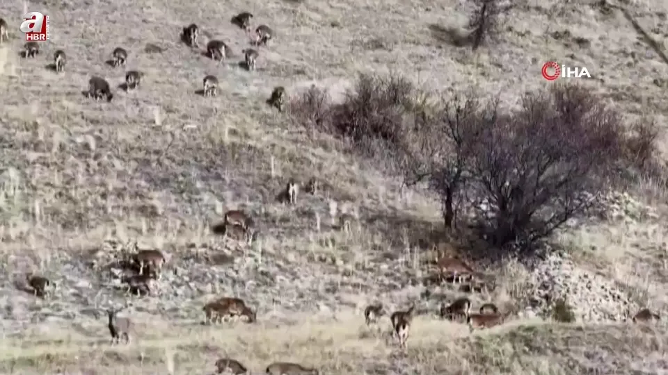Yaban keçileri tek tek sayılıyor