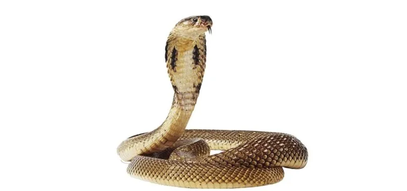 ahaber