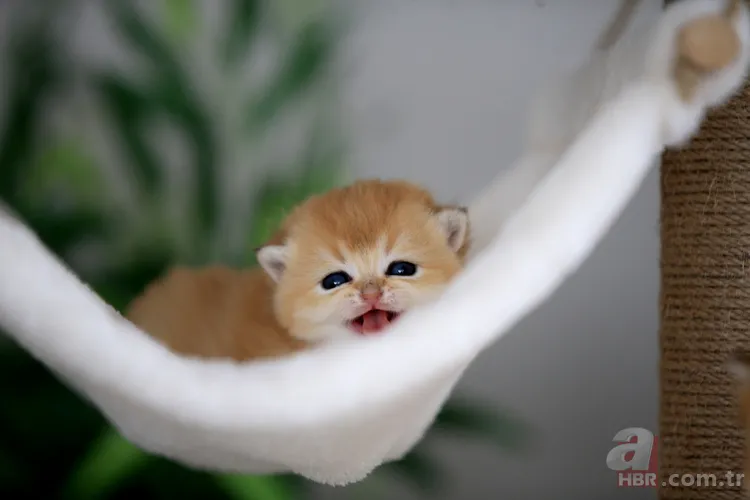 Kediler nasıl evcil oldu? Yeni keşif tüm hikayeyi kökten değiştiriyor 5