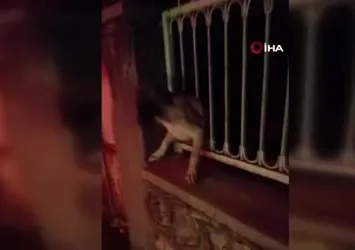 Korkuluklara sıkışan köpek kurtarıldı