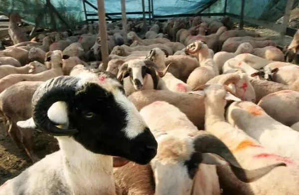 2023 Kurban Bayramı ne zaman? Kurbanlık fiyatları açıklandı mı? Kurban kesim bedeli bu yıl ne kadar? Büyükbaş, küçükbaş kurbanlık fiyatları...