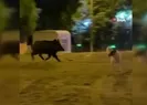Şehre inen yaban domuzu köpekleri kovaladı
